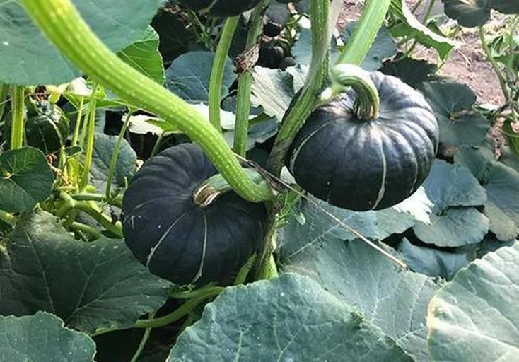 南瓜生长周期示意图