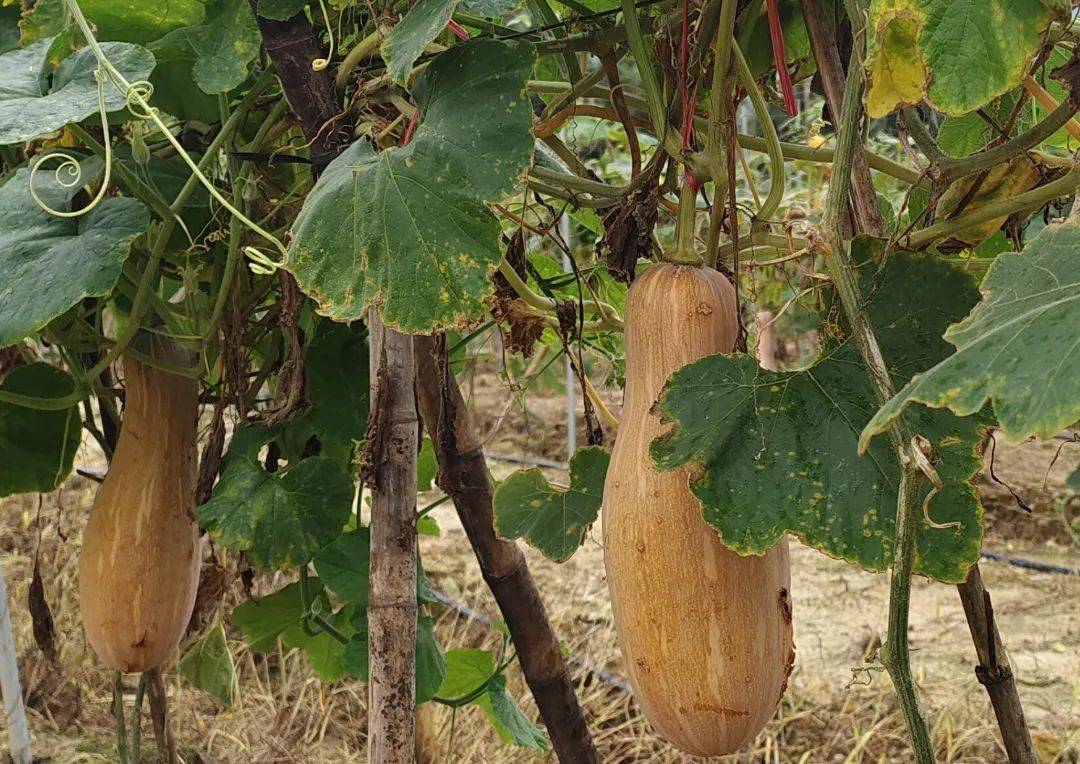 图示展示葫芦科下南瓜属主要栽培种的分类关系,包括Cucurbita pepo(西葫芦)、Cucurbita moschata(南瓜)、Cucurbita maxima(大南瓜)等,标注出常见‘方瓜’所属的具体分支位置 南瓜属植物分类示意图