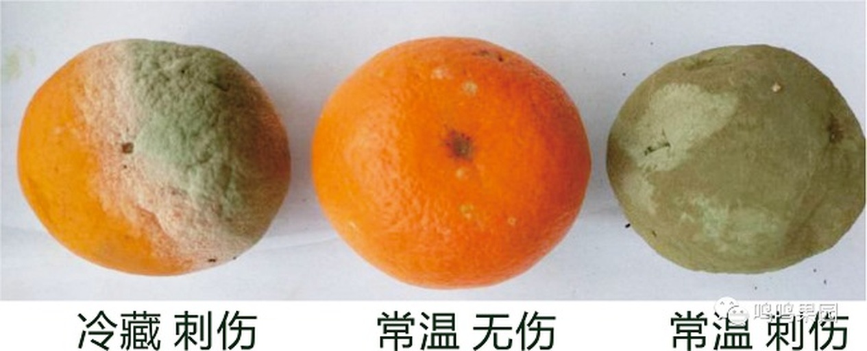 展示不同温度和湿度条件下金桔的保存状态对比图,左侧为适宜环境,右侧为高温高湿导致腐烂的金桔 金桔存放环境示意图