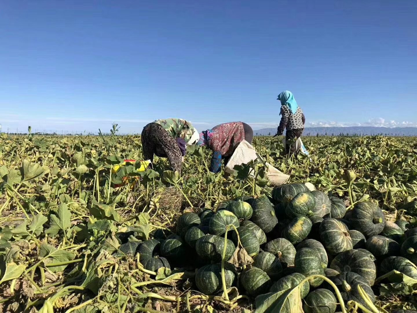 一片阳光下的南瓜种植基地,藤蔓匍匐生长,多个成熟金黄色南瓜卧于地面,农民正在采摘,背景有农用车辆,体现农产品源头品质保障 南瓜种植田间实景图