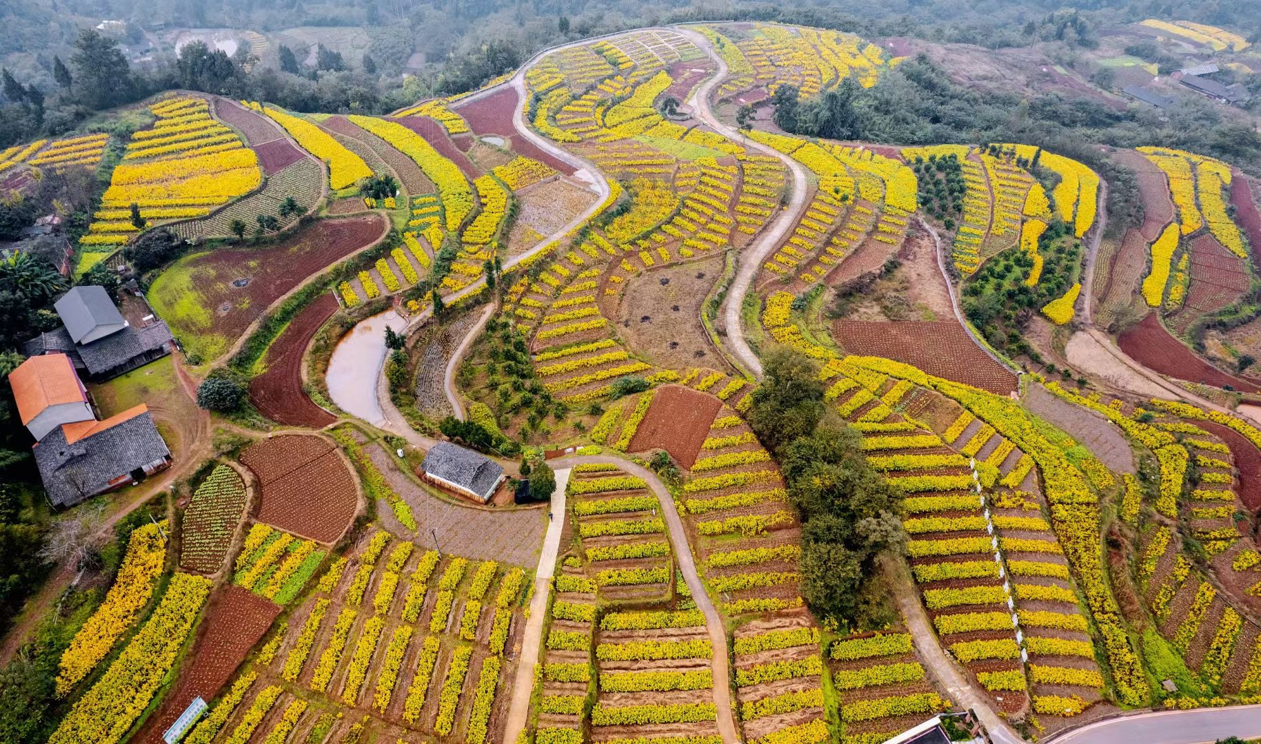 油菜多功能利用场景对比图