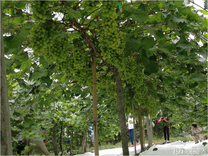 安龙葡萄采摘园实景图,展示游客在葡萄园中采摘的场景 安龙葡萄采摘园实景图