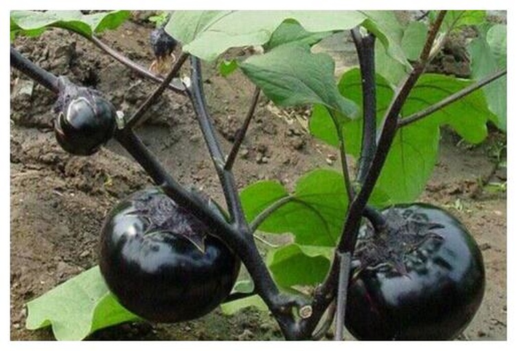 茄子植株全景图