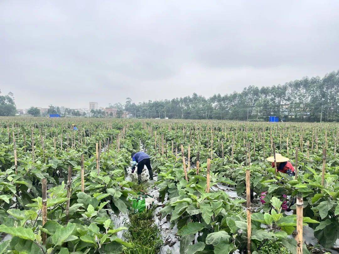 一位农民正在菜地中采摘成熟的长茄，左手握住茎秆，右手持剪刀剪下果实，周围植株茂盛，叶片宽大，土壤湿润，展现真实的田间劳作场景