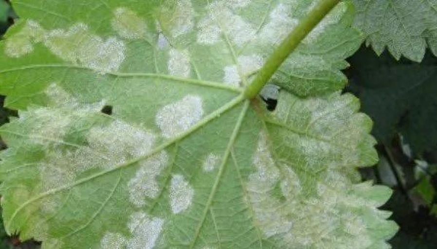葡萄白粉病叶片症状