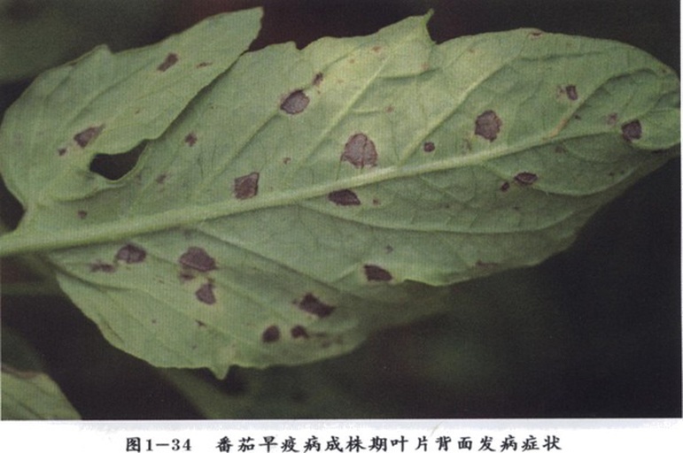 西红柿晚疫病田间症状特写