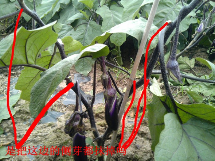 图表展示春夏秋冬四个季节下茄子侧枝扦插所需的温度、湿度、光照和管理要点对比,包括北方温室春季育苗场景、夏季遮阳喷雾系统、秋季再生栽培田间实景、冬季热带温室补光加温设备运行画面 不同季节茄子侧枝扦插环境调控对比图