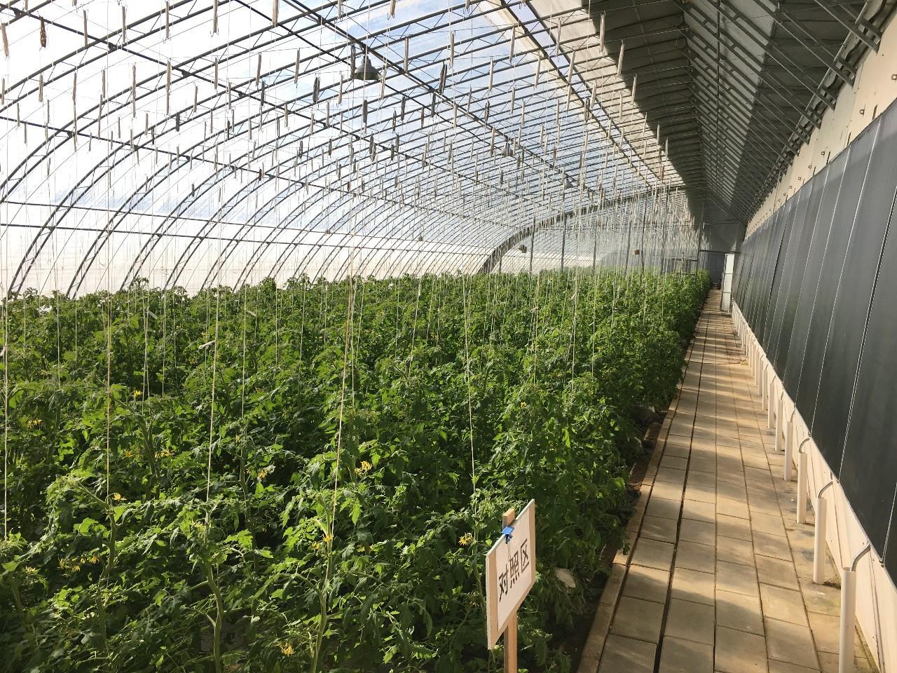 日光温室内普罗旺斯番茄标准化管理实景:蓝色尼龙吊绳垂直牵引主茎,植株整齐挺立;工人正在疏除第3穗果中的畸形果与过密果,保留4个匀称果实;顶部可见补光灯阵列与温湿度传感器探头 普罗旺斯西红柿温室吊蔓整枝管理现场