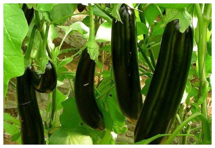 茄子植株与果实特写