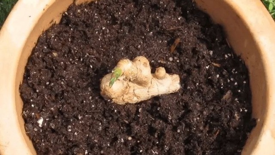 姜荷花种球催芽示意图