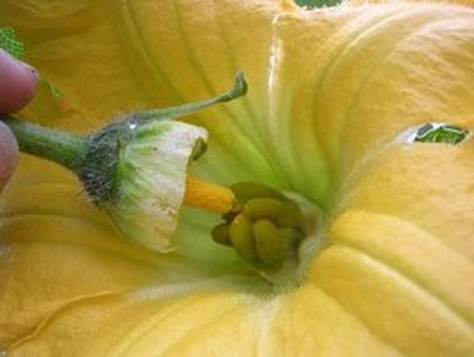 南瓜开花与授粉特写