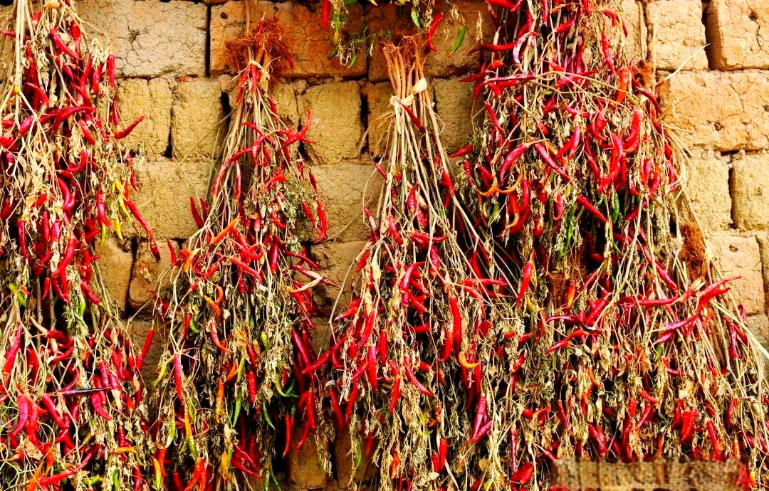 农村院落中,大量红辣椒被串成串悬挂在屋檐下,在阳光照射下呈现出鲜艳的红色,背景有农具和土墙,展现传统的自然晾晒方式 传统晾晒干辣椒的场景