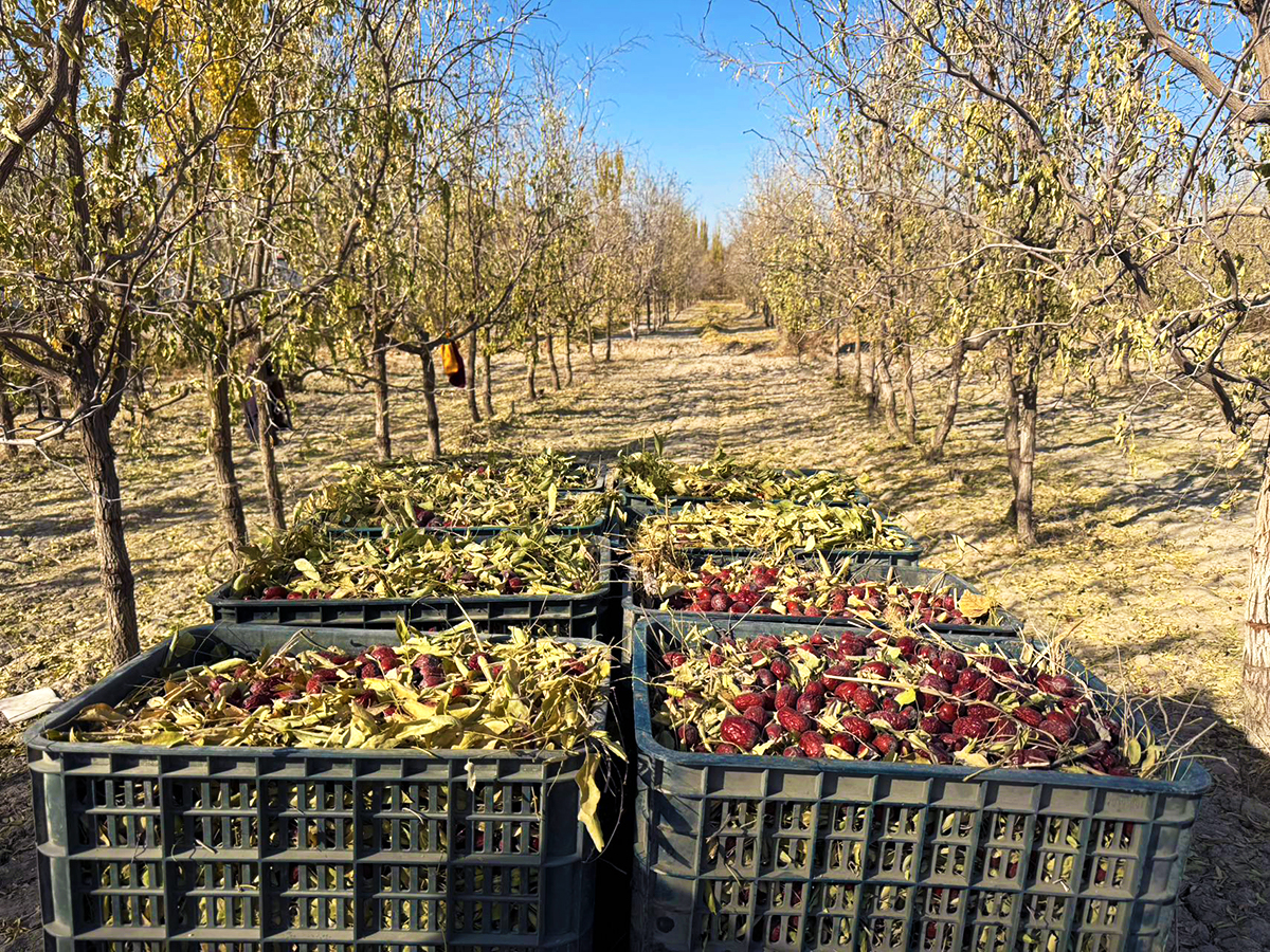 农民在果园中采摘新鲜的冬枣,阳光洒在绿叶与红润的枣子上,篮子里堆满了晶莹剔透的果实,背景为连片的枣树林,呈现出一派丰收景象 脆枣丰收场景