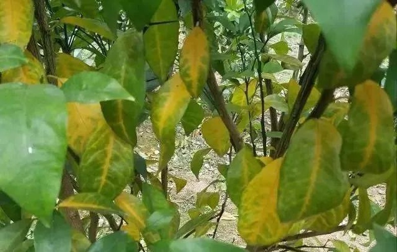 展示罗汉松叶片发黄的典型症状,叶片边缘开始变黄,整体颜色变浅 罗汉松叶片发黄现象