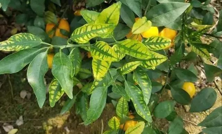 沙糖桔黄龙病症状图
