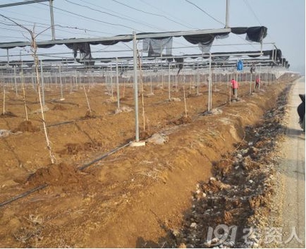 夏黑葡萄硬核期田间管理场景