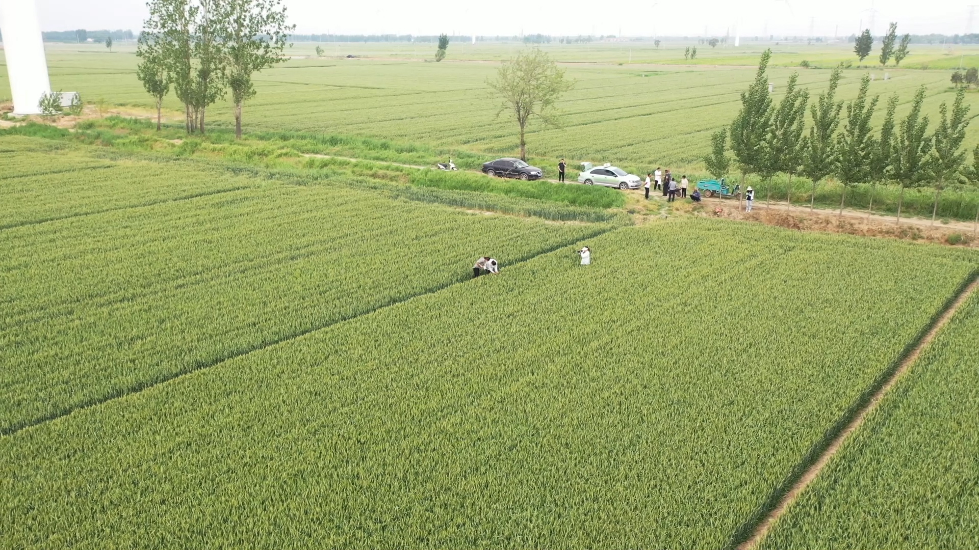 农技专家在麦田中现场测量小麦株高与穗粒数