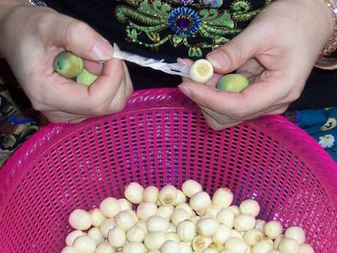 一组展示莲子从带皮状态到去皮成为白莲子的加工流程图,包括采摘莲蓬、取出鲜莲子、去壳、人工剥皮、去除莲心、晾晒成干品的过程,背景为中国南方水乡池塘,体现传统手工工艺场景 莲子加工过程示意图