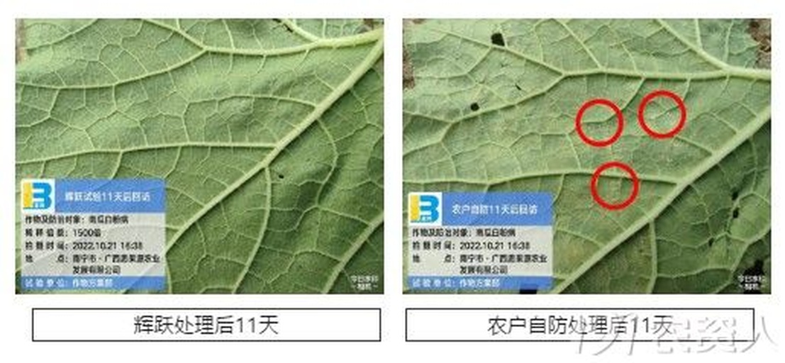 无籽红提GA3药剂处理标准操作现场