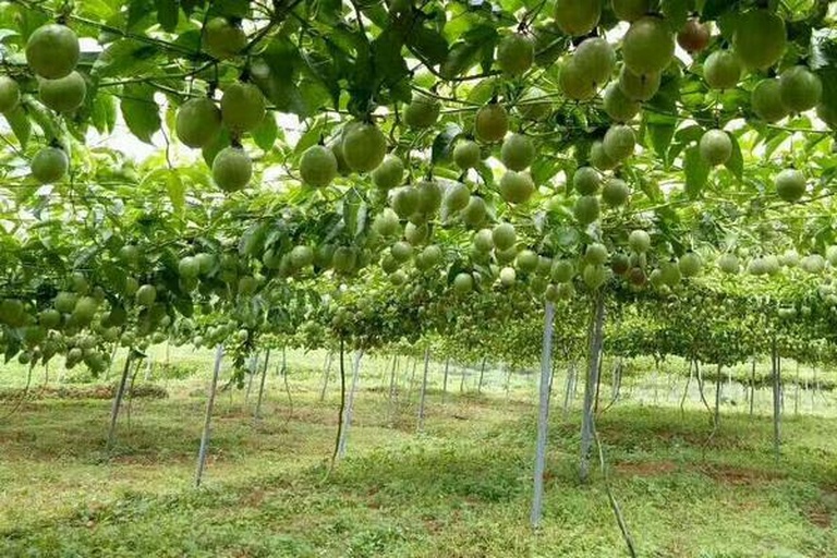 广西某百香果种植基地航拍图