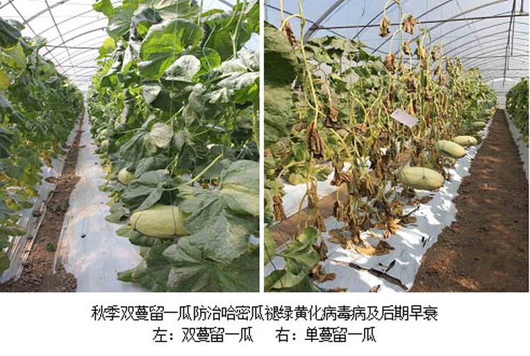 哈密瓜主蔓与侧蔓雌花分布对比示意图