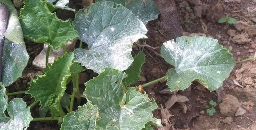 西葫芦白粉病叶片特写