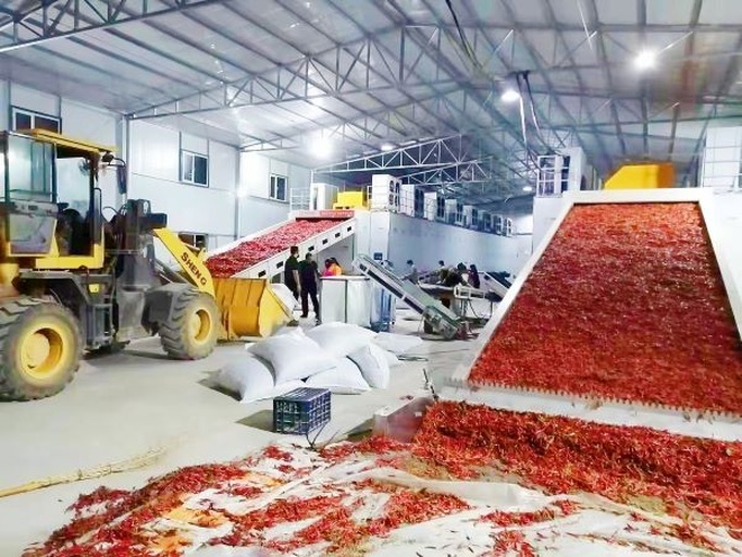 印度魔鬼干辣椒加工生产线场景