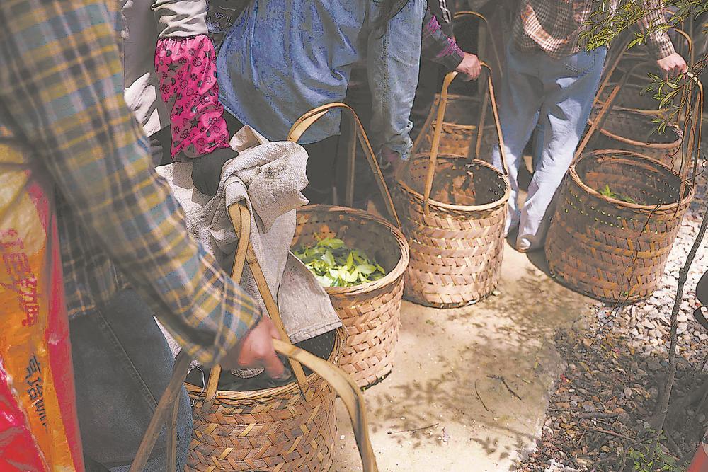 手工采摘莲心过程图