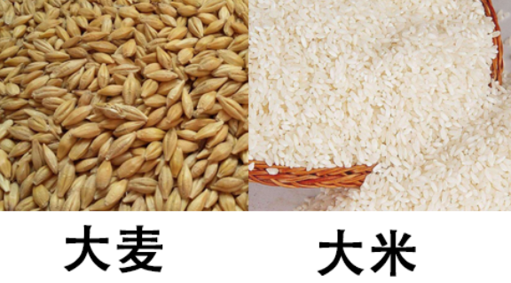显微镜下放大10倍的杜兰小麦与普通小麦籽粒对比图像。左侧为金黄色、棱角分明、表面光滑且质地坚硬的杜兰小麦籽粒;右侧为浅棕色、略呈椭圆、表面略有皱缩的普通小麦籽粒。两者并列展示,突出形状、颜色和表皮结构的差异 籽粒形态对比图