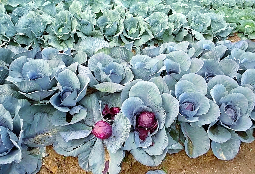 圆生菜与卷心菜植株对比图