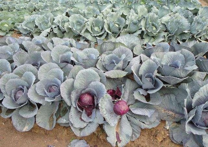 紫甘蓝与绿甘蓝植株对比图