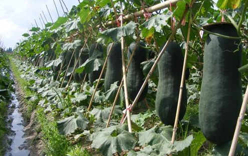 南瓜田间管理实景图