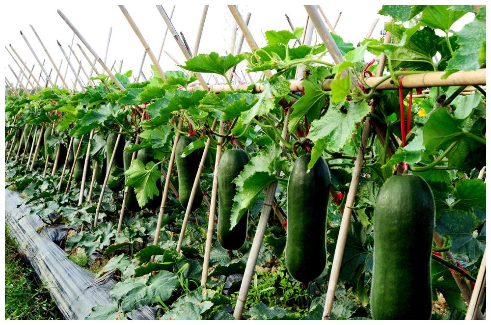 田间种植场景图