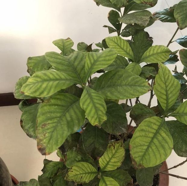 图片说明:左侧为正常红梅绿色叶片,右侧为典型缺铁性黄化叶片,叶脉保持绿色而叶肉呈黄色,属于典型的‘网状黄化’特征;中间为炭疽病引起的局部枯斑扩展至整叶干枯。 红梅叶片黄化症状对比图