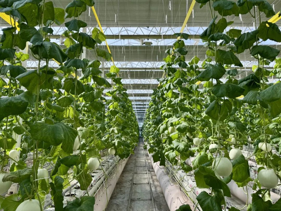 温室中网纹瓜植株生长状态及环境监控设备