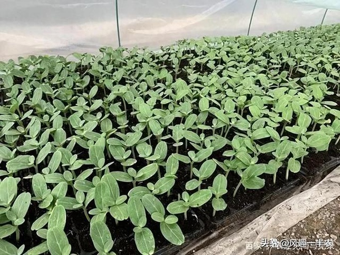 照片显示组培室内的透明培养瓶中生长着大量绿色小苗,部分已移栽至白色穴盘中,置于温室内育苗架上,配有LED补光灯和喷雾装置,技术人员正在记录数据 脱毒草莓组培苗炼苗阶段实景图