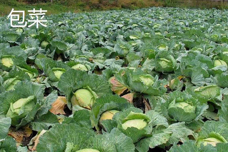 嫩包菜种植基地