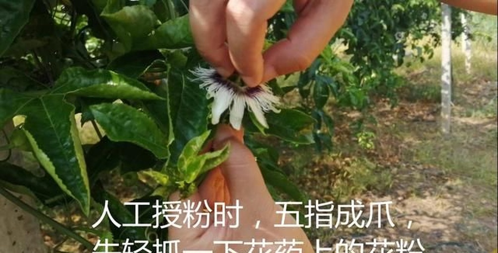 百香果花朵喷洒赤霉素