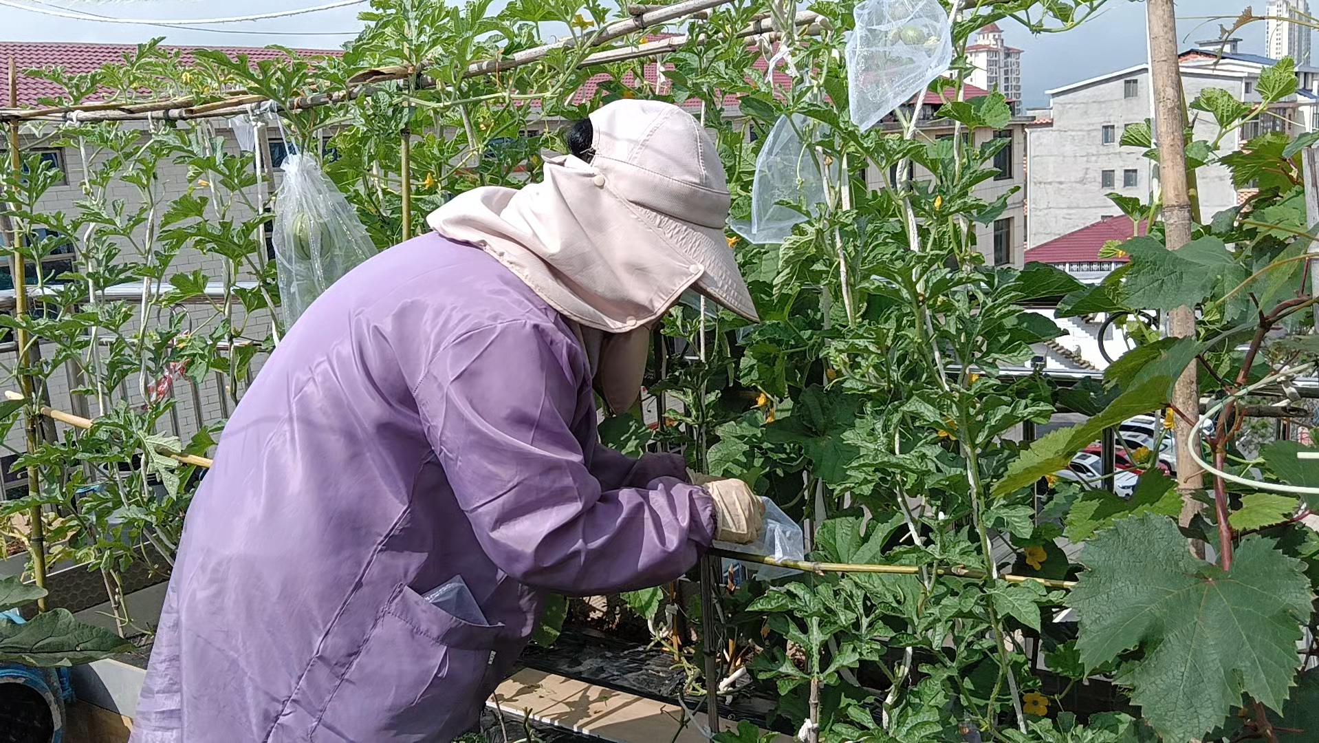 一名果农站在梯子上，手持白色防虫袋，正在将袋子套入挂在枝头的柚子果实，动作规范，袋口尚未封紧