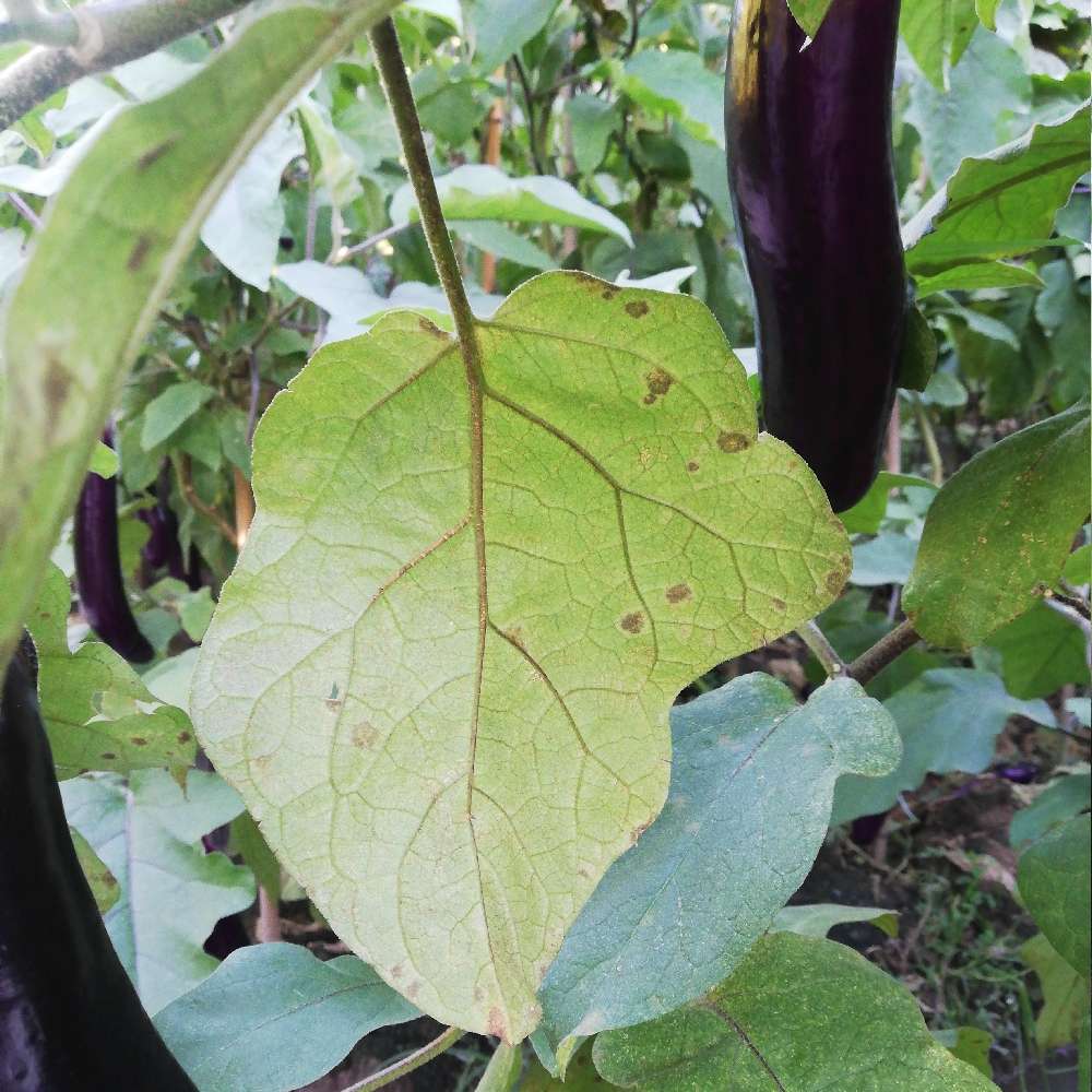 茄子叶片被红蜘蛛危害特写
