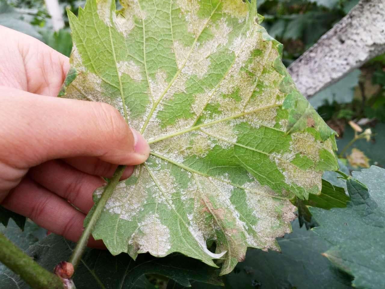 一片火葡萄叶片表面覆盖灰白色粉末状物质,边缘轻微卷曲,部分区域呈现褐色坏死斑,背景为绿色藤蔓,清晰展示白粉病典型症状 火葡萄叶片感染白粉病特写