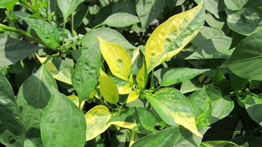 干辣椒变黄现象