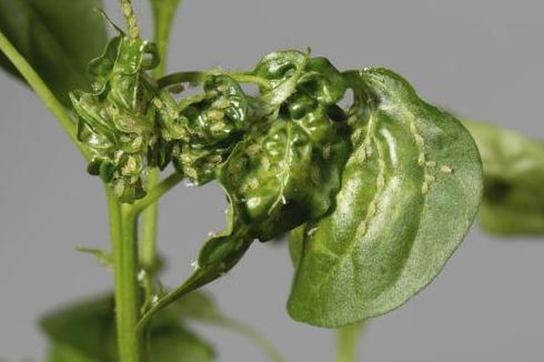 菜花蚜虫危害图