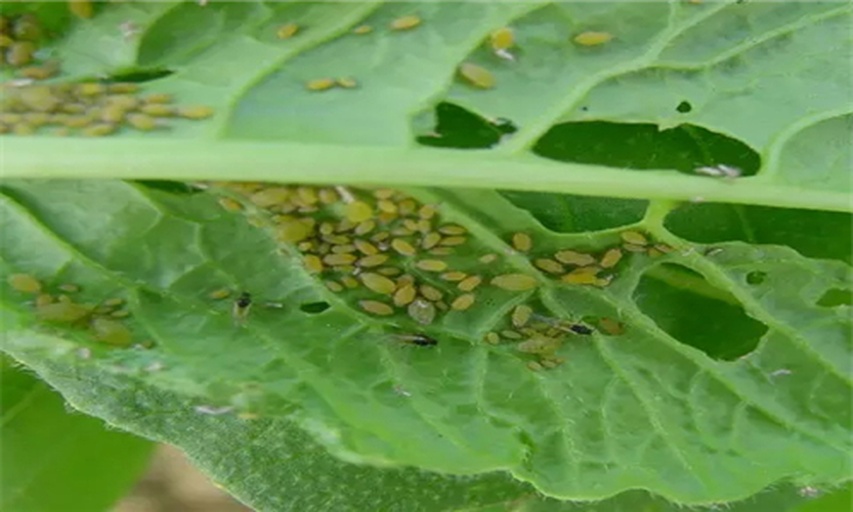 田间蚜虫聚集在黄瓜叶片背面吸食汁液