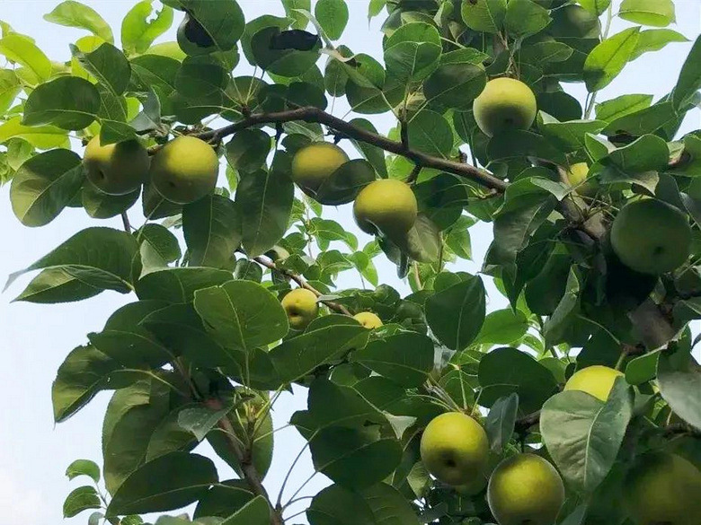 早熟梨果园全景