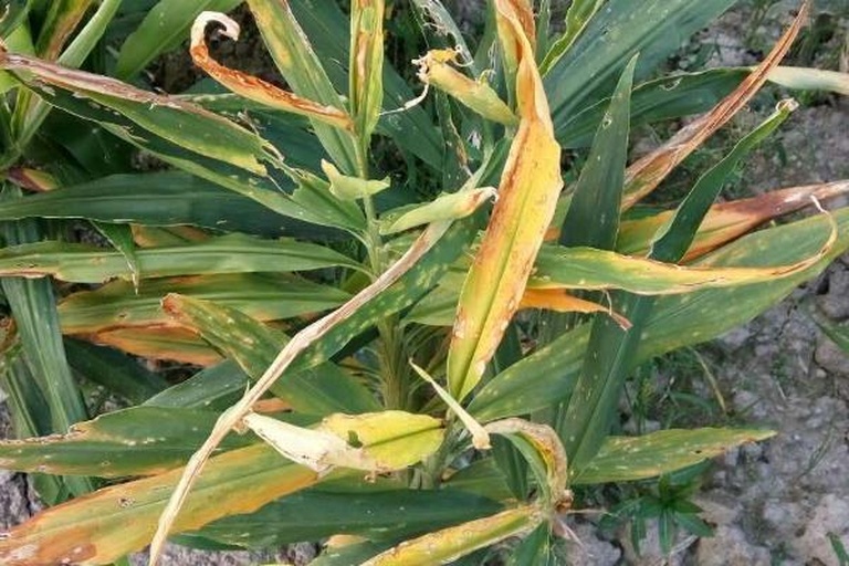 生姜病害识别对比图