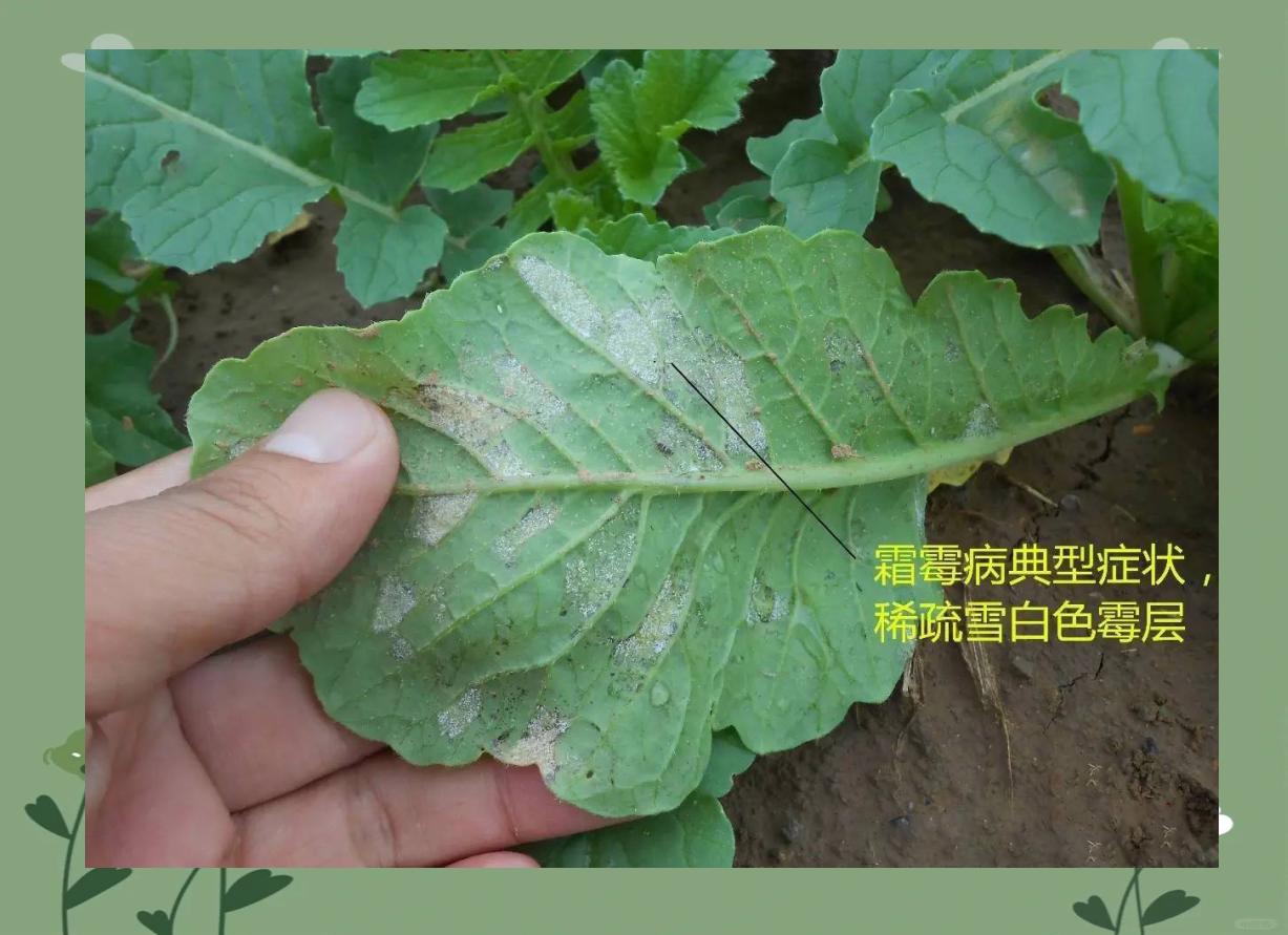 菜花霜霉病症状图,展示叶片背面灰白色霉层和正面淡黄色斑块 菜花霜霉病症状图