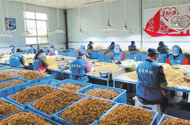 现代化核桃初加工流水线