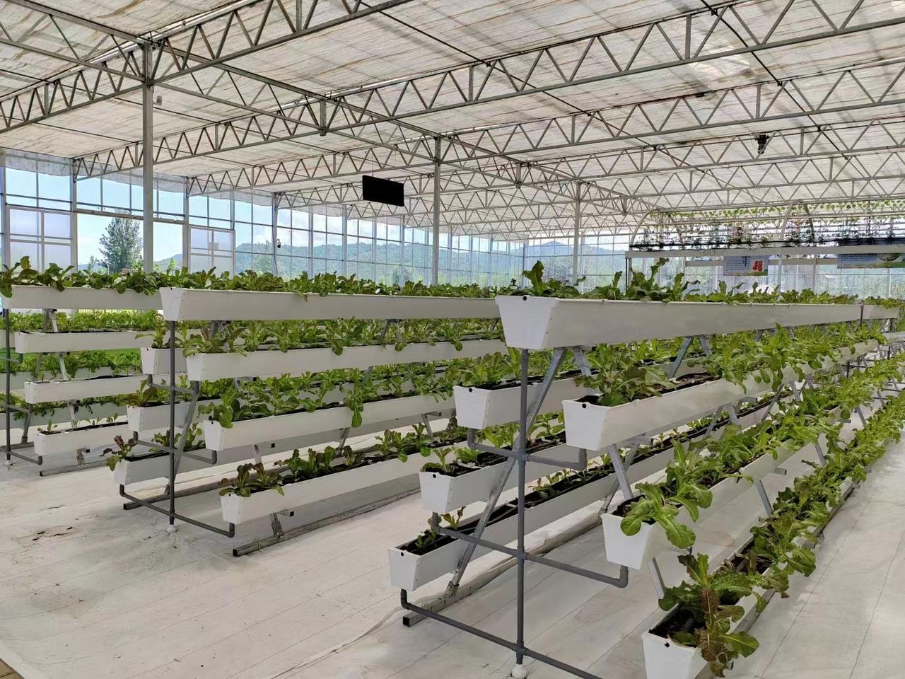 设施大棚内番茄与生菜间作布局图