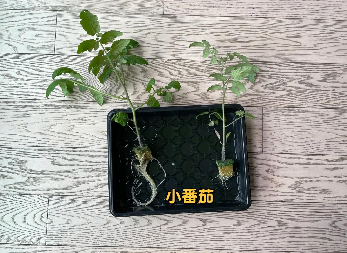 105孔黑色PS穴盘中生长整齐的普罗旺斯西红柿种苗,3叶1心期,茎秆粗壮紫红,叶片浓绿蜡质明显,根系洁白密集充满穴孔底部,背景可见智能温室补光灯与温湿度传感器 普罗旺斯西红柿标准穴盘育苗实景图